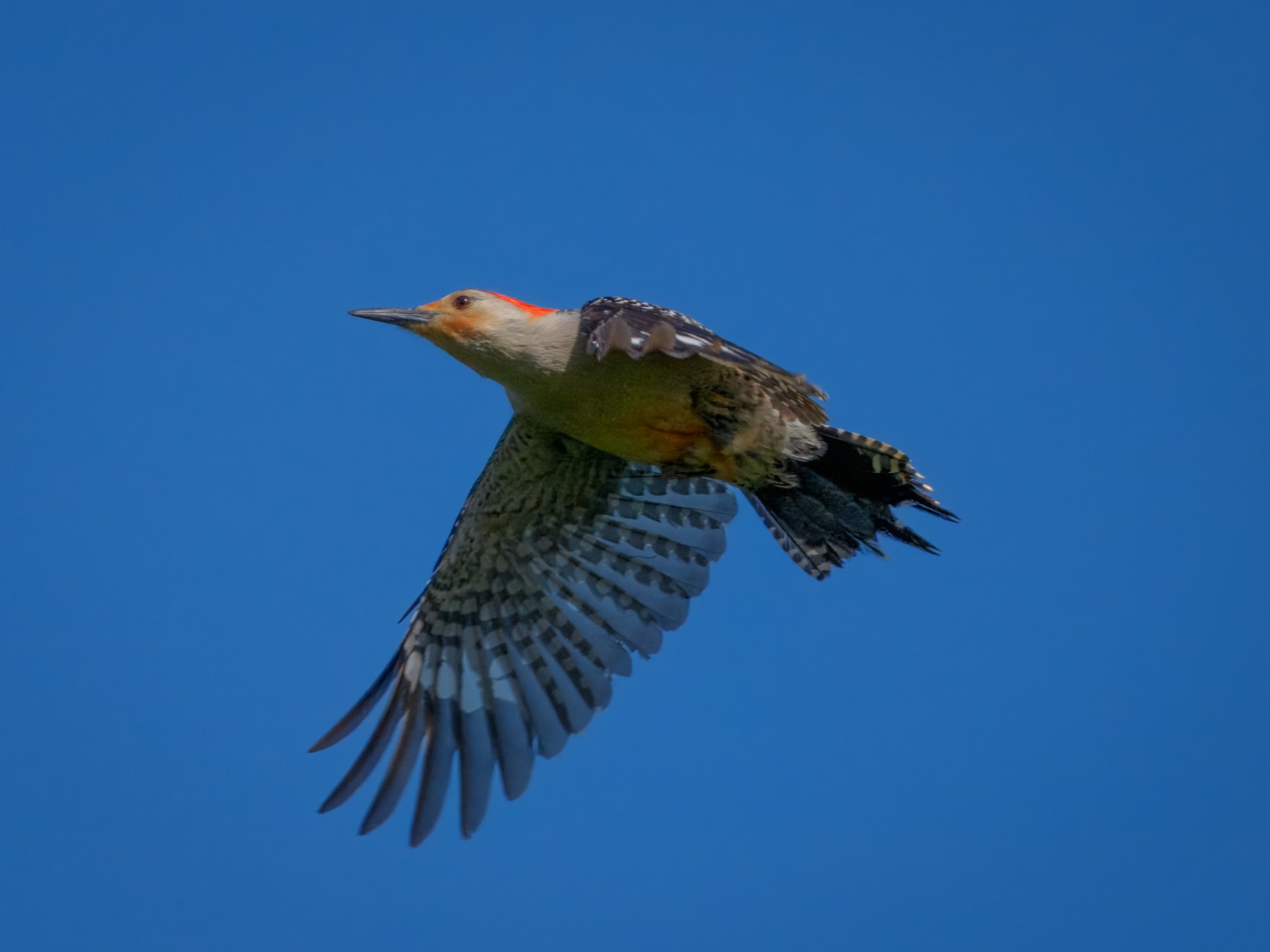 Woodpecker01.jpg