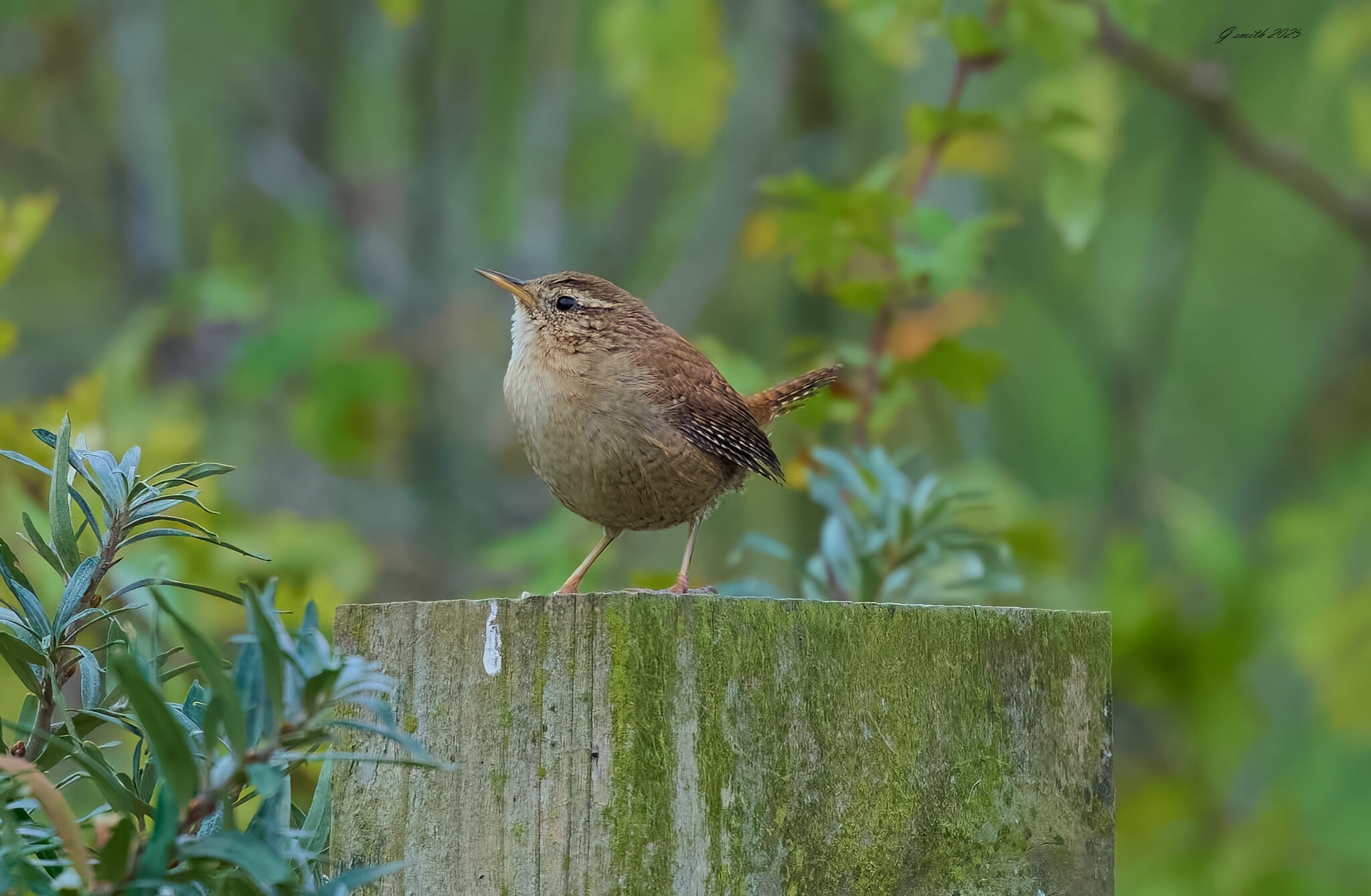 wren 2025 _2.jpg