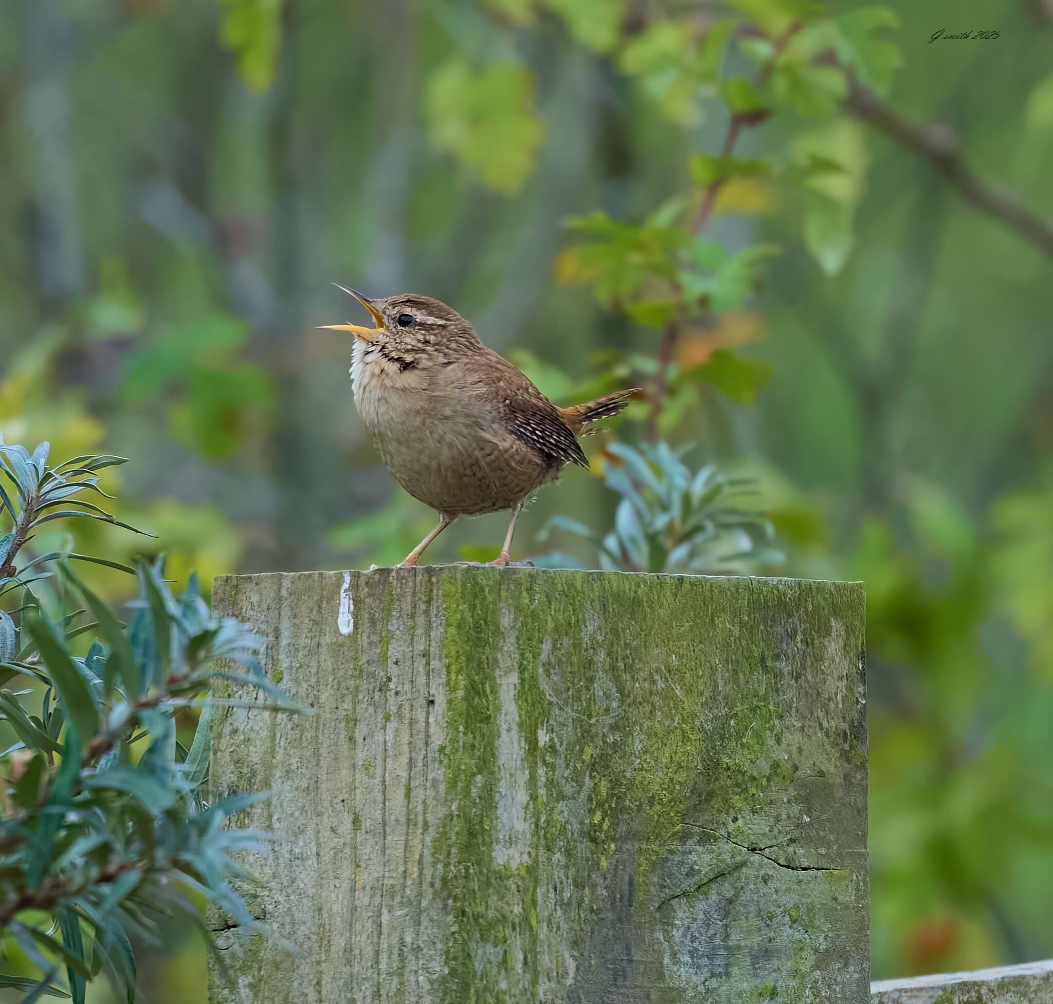 wren 2025 _7.jpg
