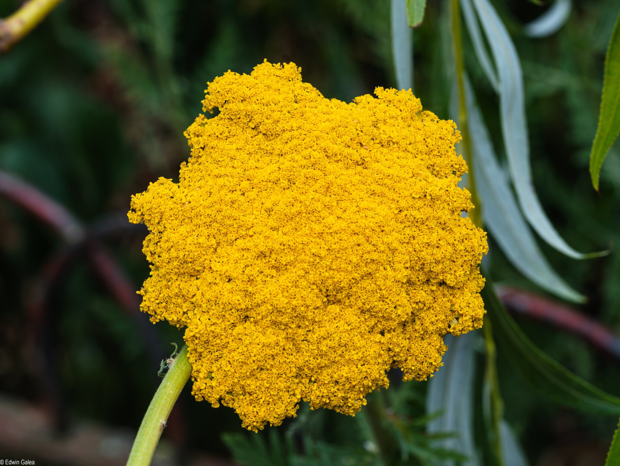 yarrow-2.jpg