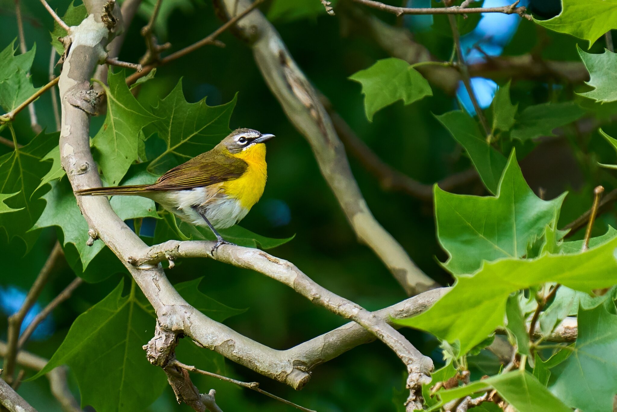 Yellow-Breasted Chat - 1st State - 05202025 - 04 - DN.jpg