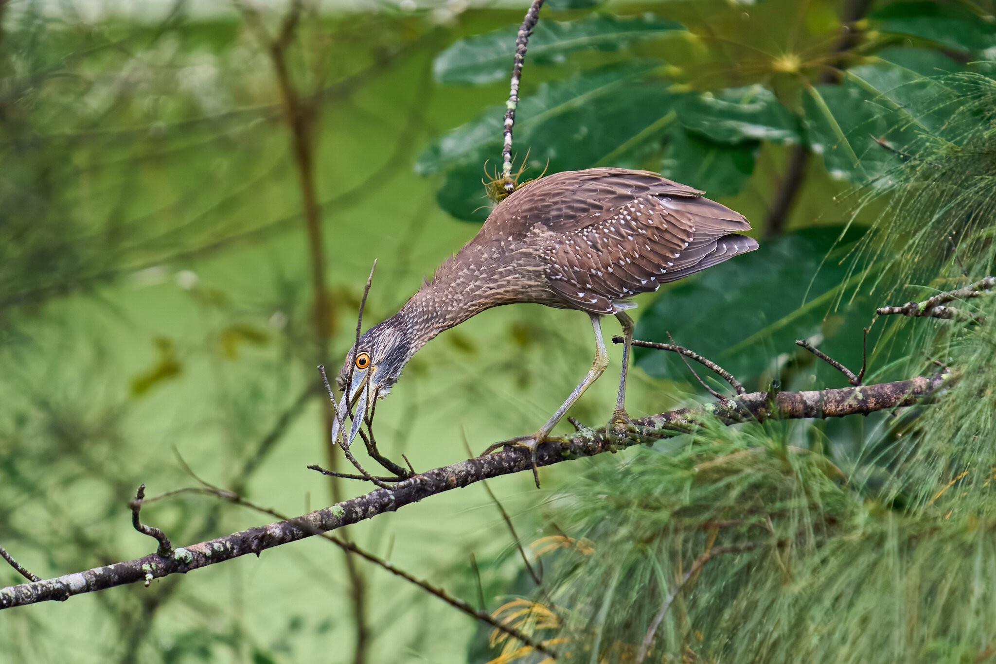 Yellow-Crowned Night Heron - Brewer Park - 03292026 - 02 - rDN.jpg