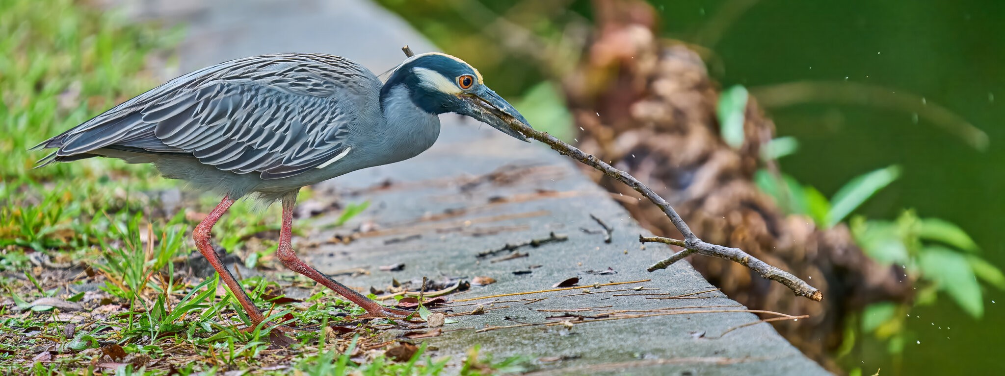 Yellow-Crowned Night Heron - Brewer Park - 03292026 - 06 - rDN.jpg