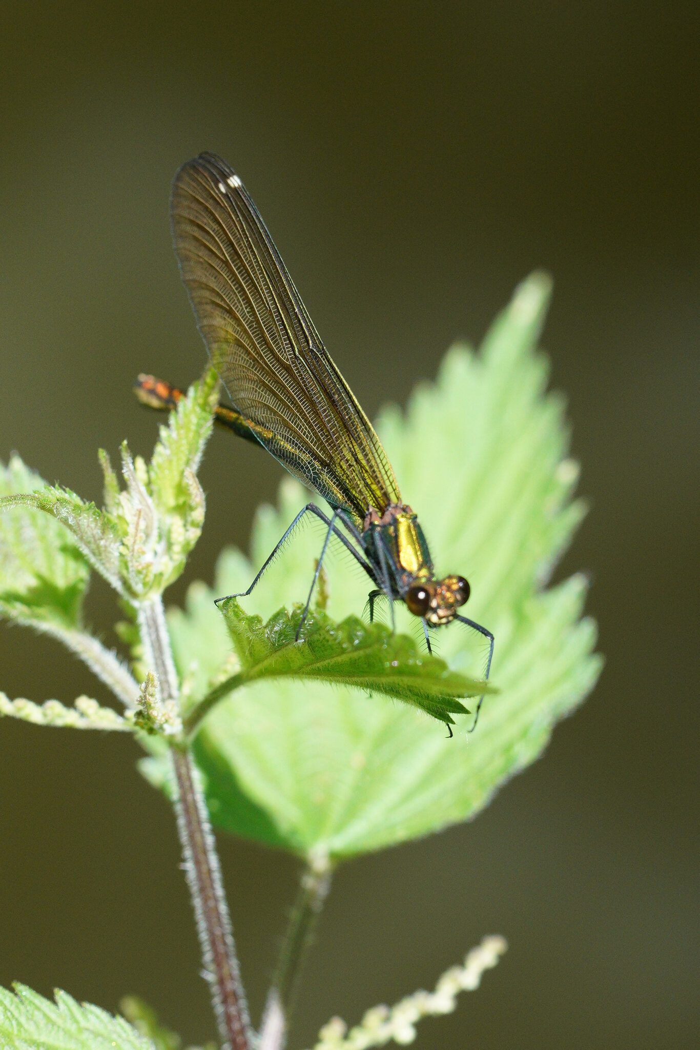 yellow-damselfly.jpg