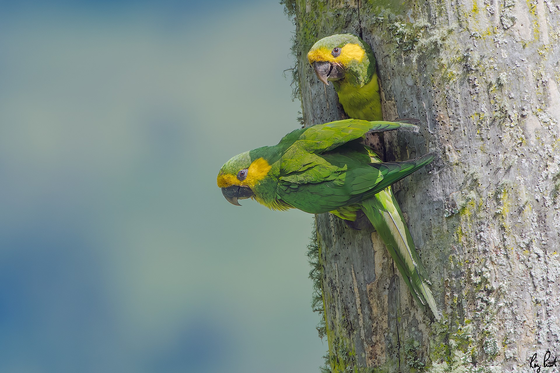 Yellow-eared-Parrot_DSC4848-2-Edit.jpg