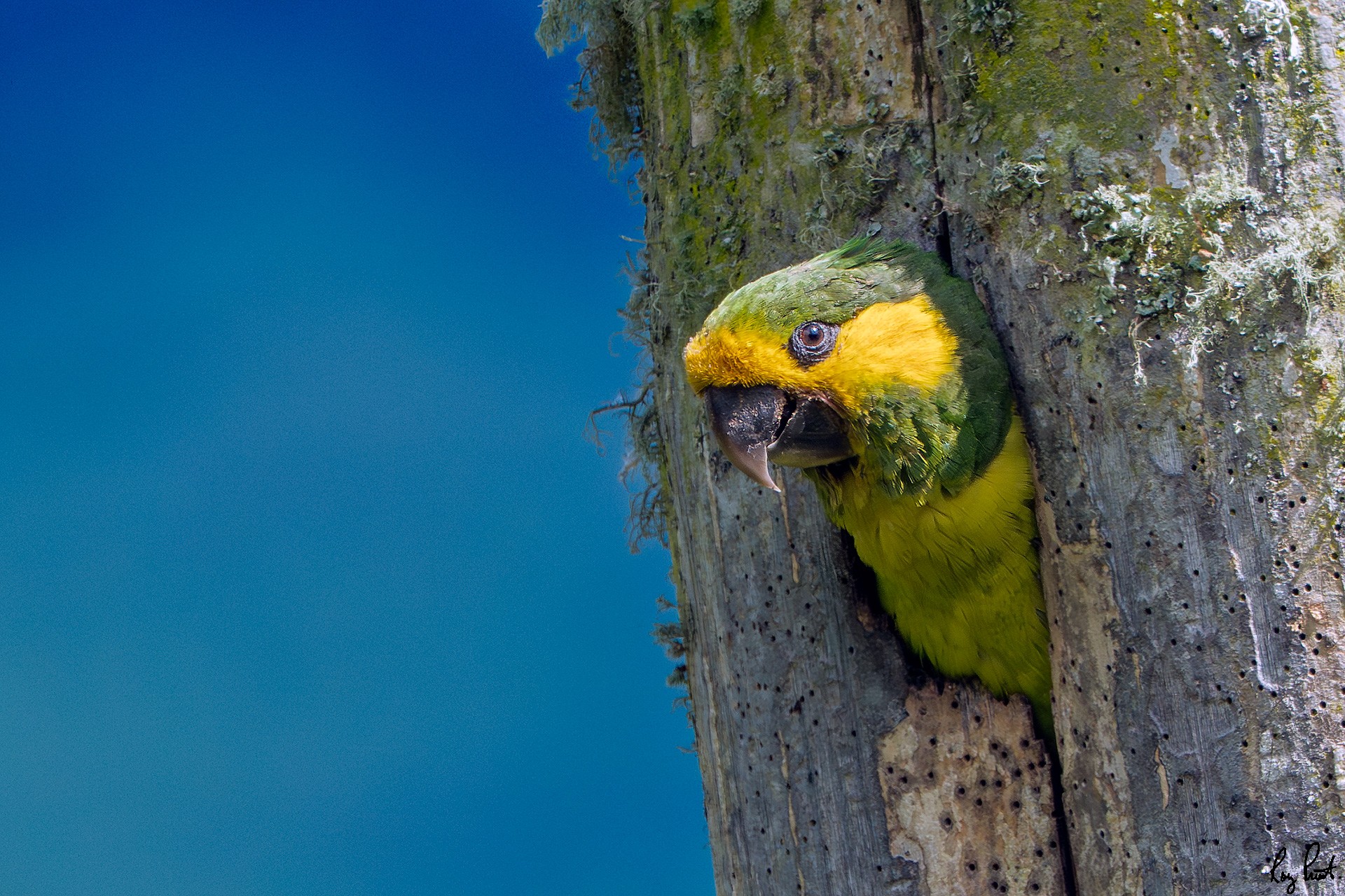 Yellow-eared-Parrot_DSC5028-Edit.jpg