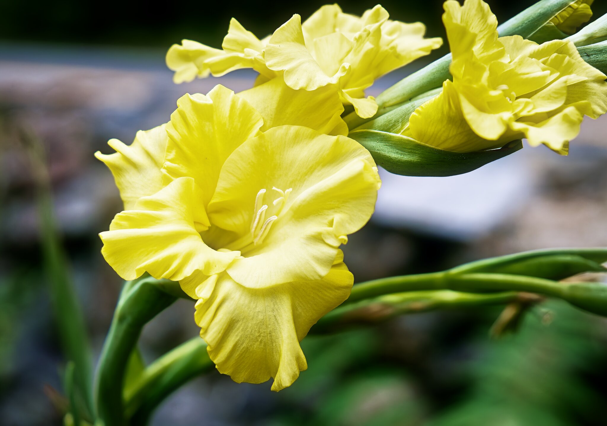 Yellow gladiolus FB 8-bit.jpg