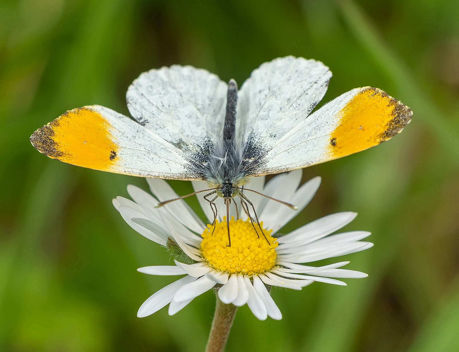 Yellow On Daisy 12.jpg