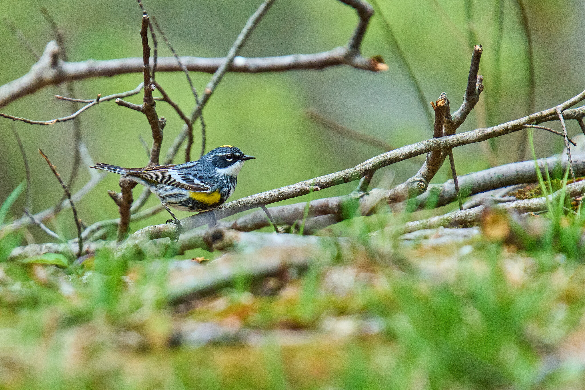 Yellow-Rumped Warbler - 1st State NHP - 04262026 - 08 - rDN.jpg