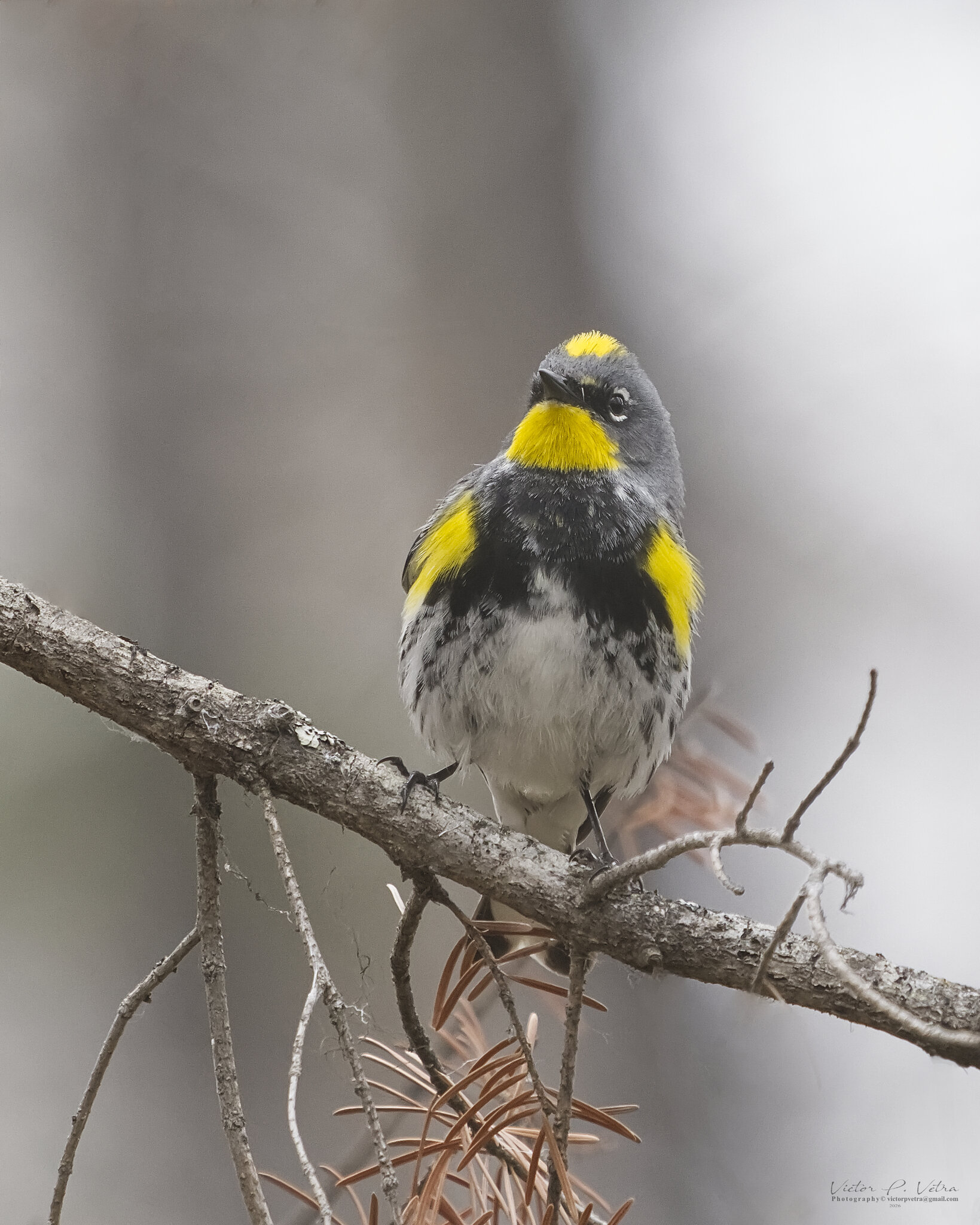 Yellow-rumped Warbler.jpg