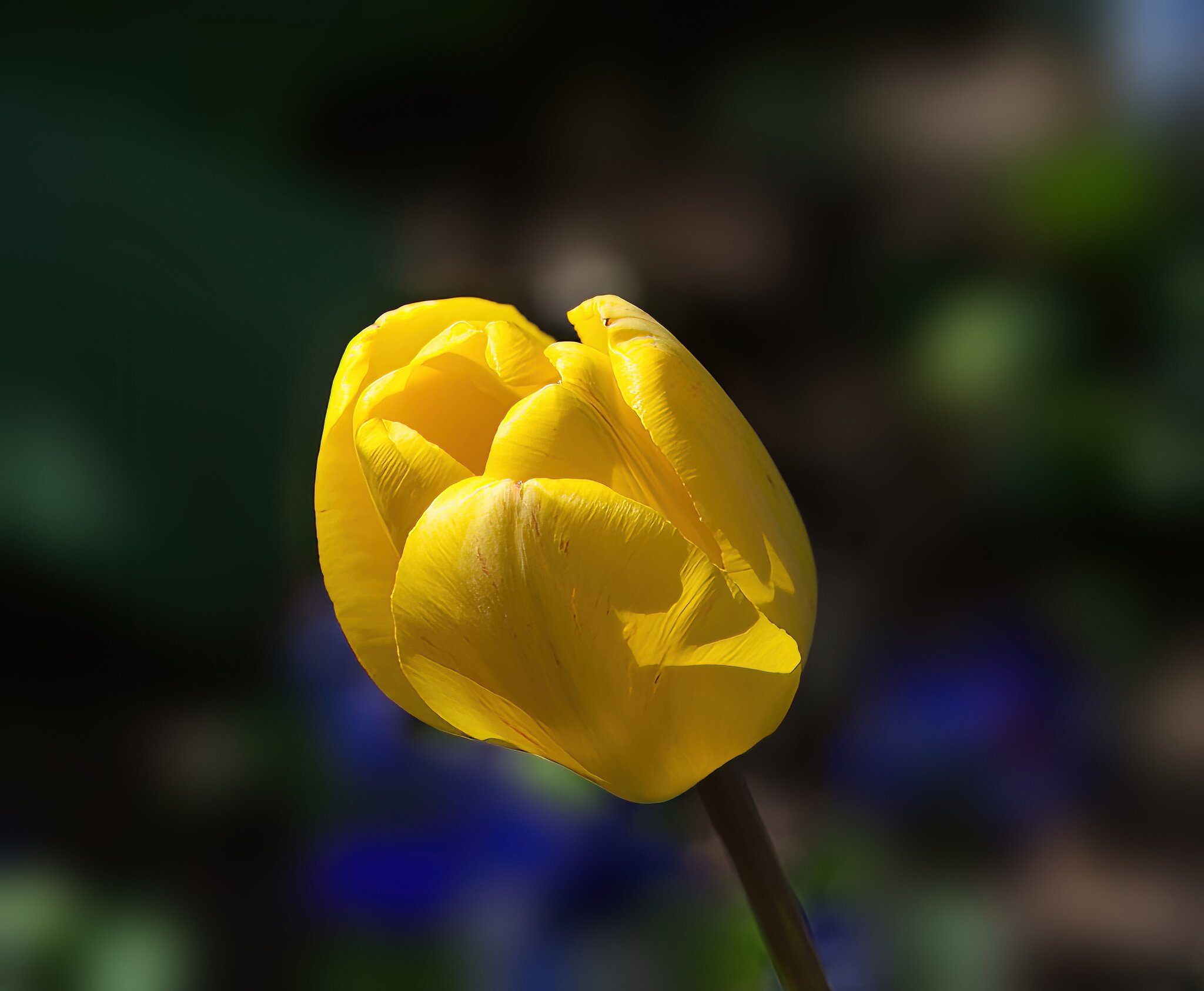 Yellow Tulip in Bloom.jpg