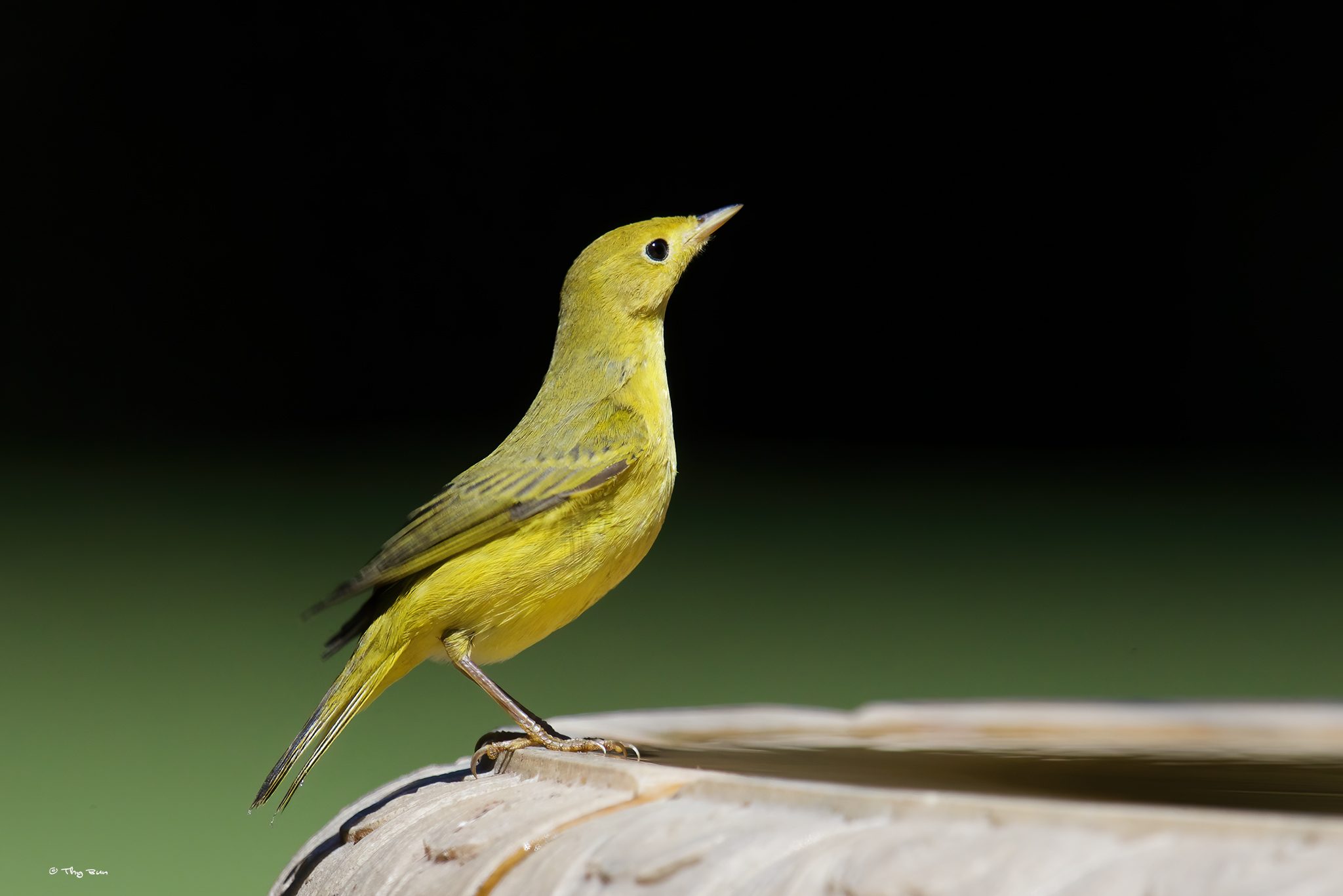 Yellow Warbler (1).jpg