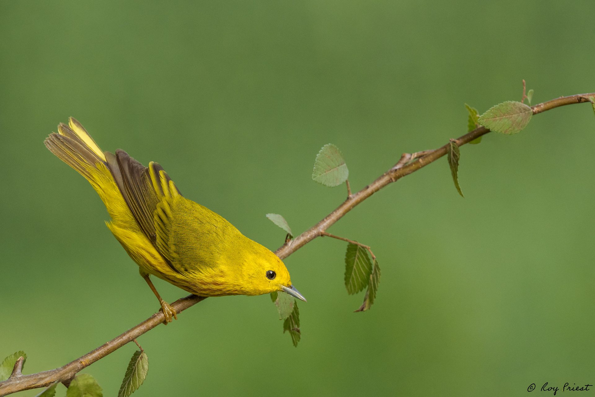 Yellow-Warbler-A1_ROY-3108.jpg