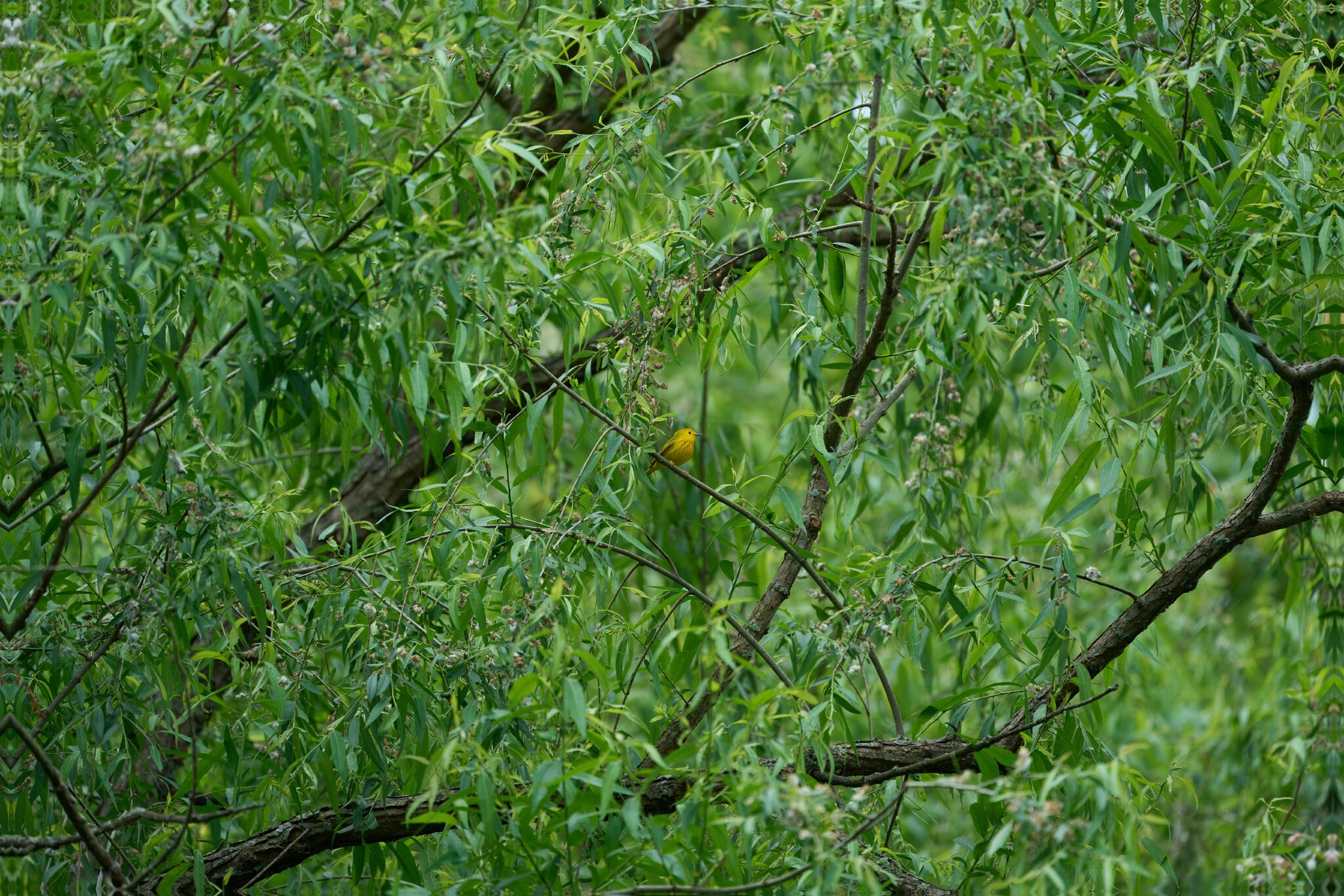 Yellow Warbler - Longwood - 05242024 - 01 - rDN.jpg