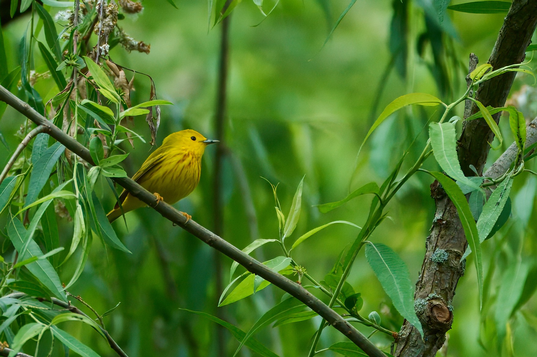 Yellow Warbler - Longwood - 05242024 - 01 - rDN_1.jpg