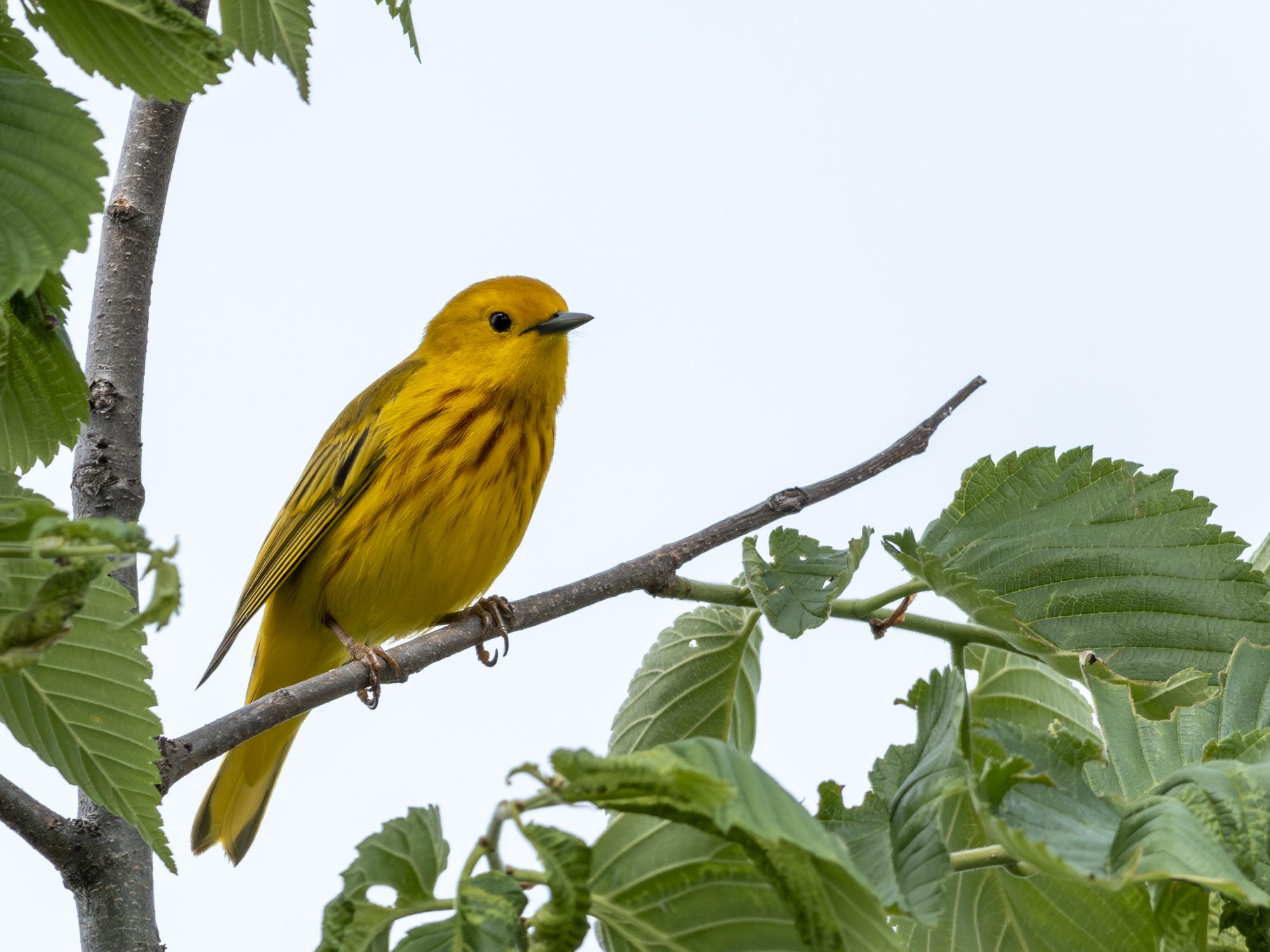 yellow warbler05.jpg