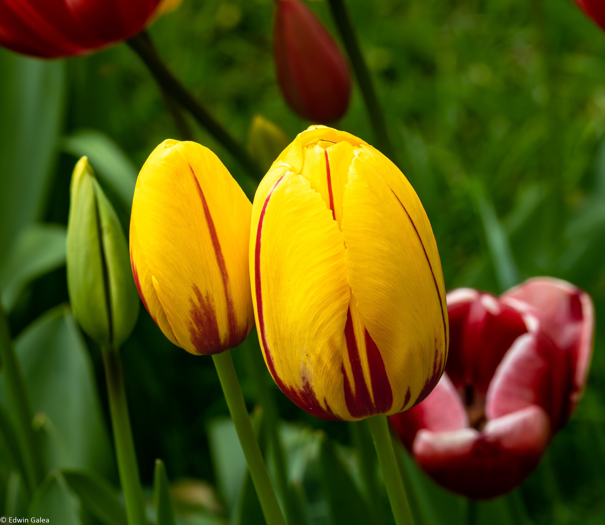 yellow_tulips-1.jpg