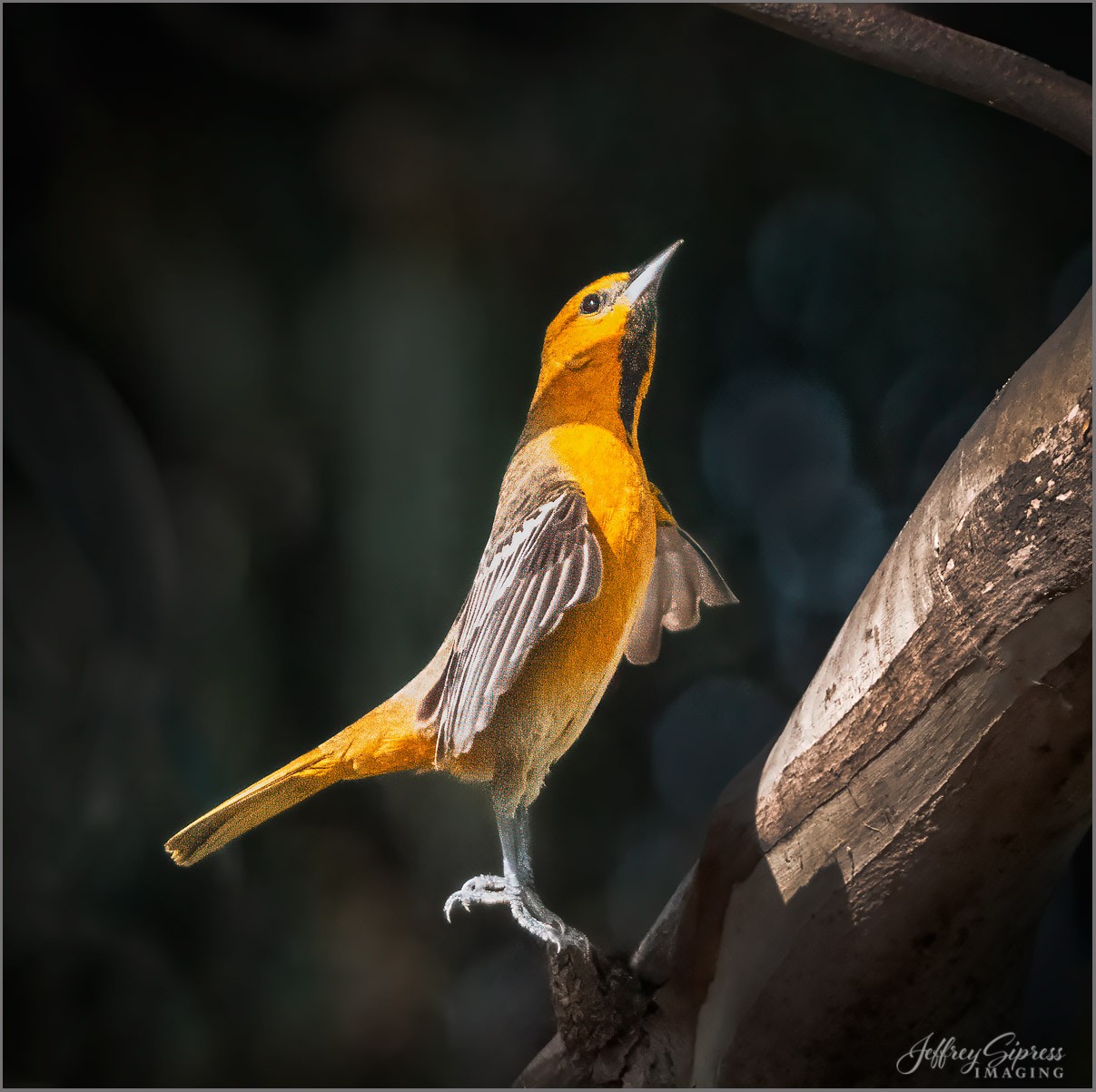 yellowbird1.jpg