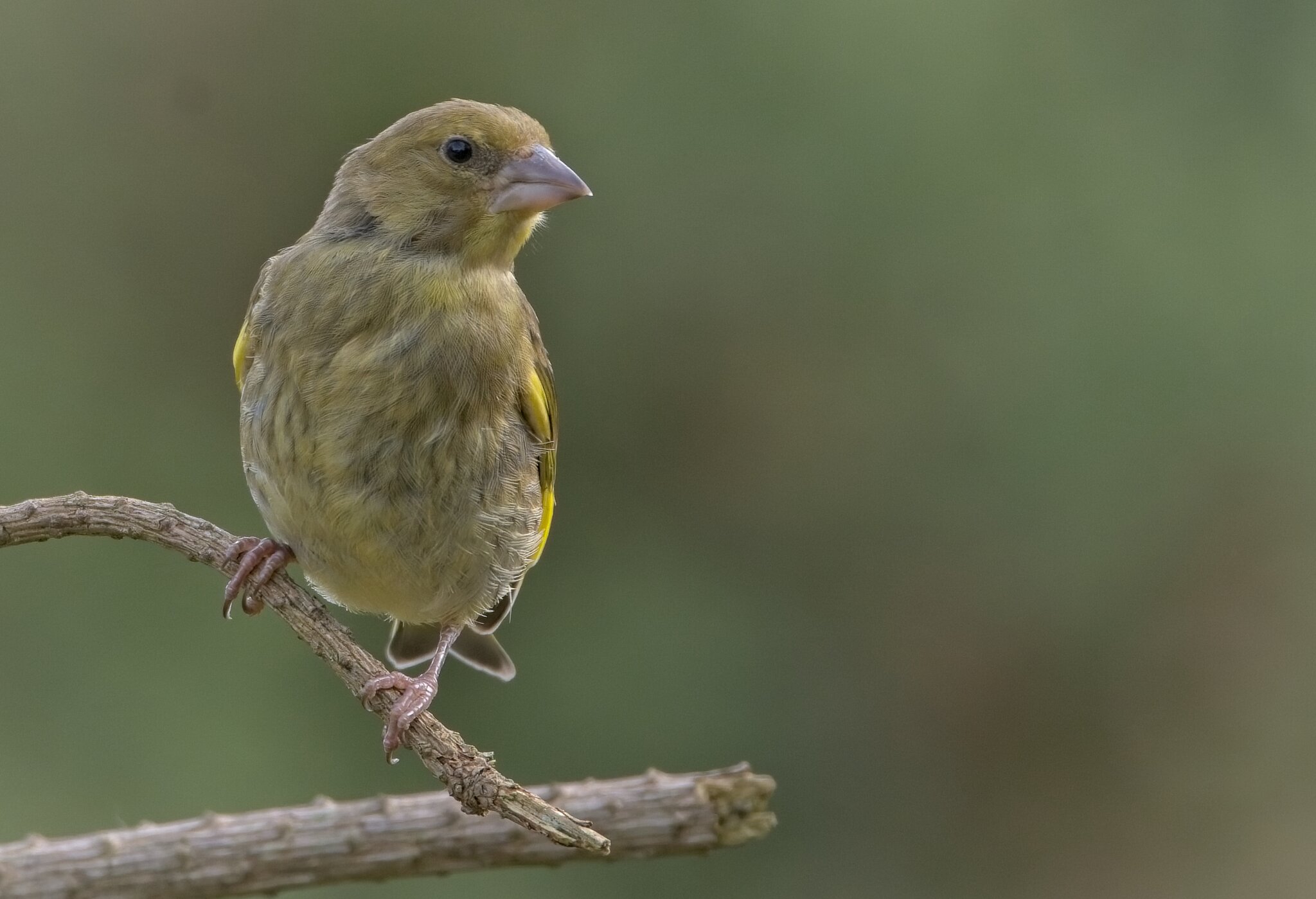 Young Greenfinch.jpg