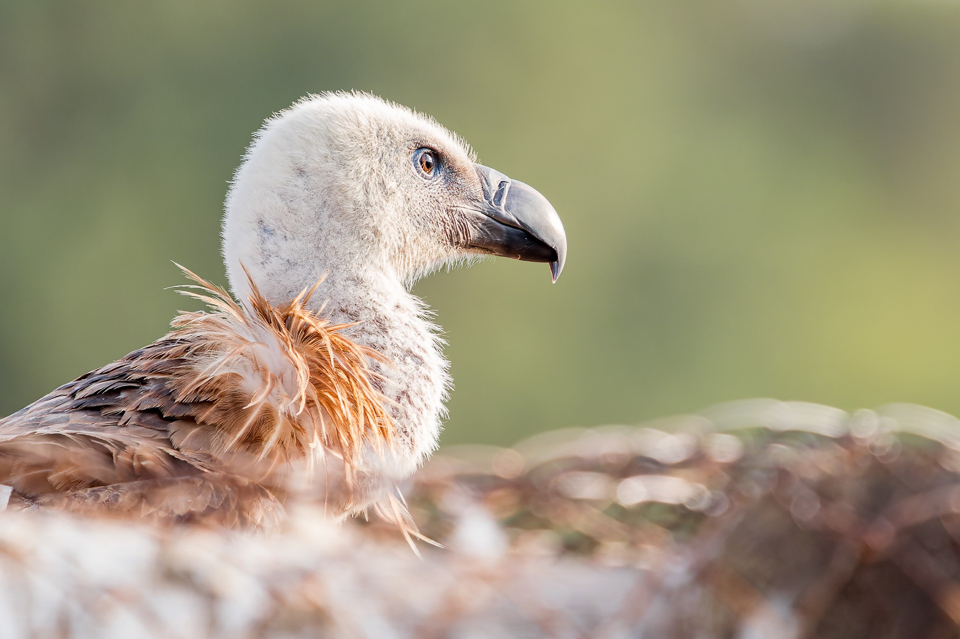 young vulture.jpg