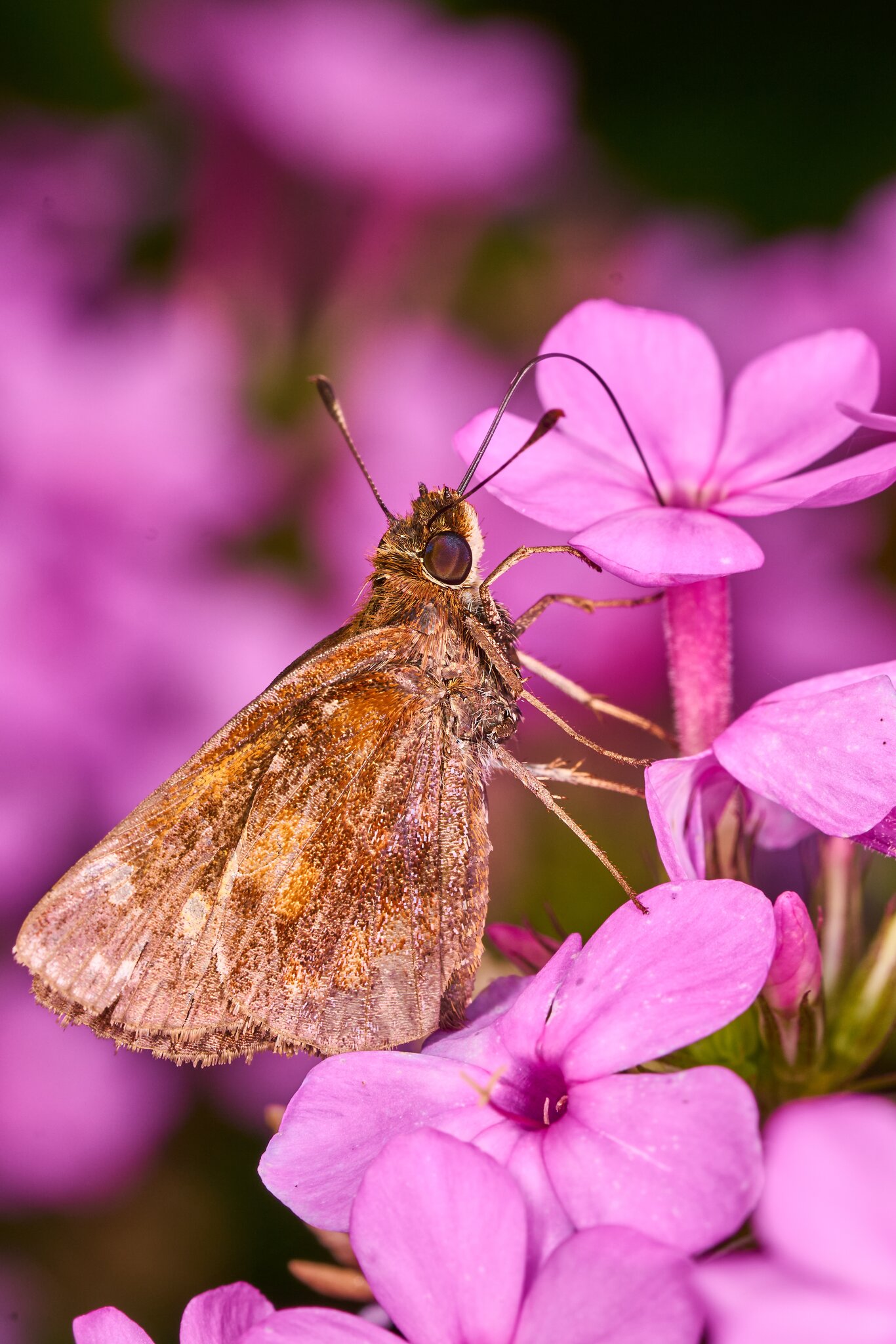 Zabulon Skipper - Ashland - 08172025 - 02 - DN.jpg