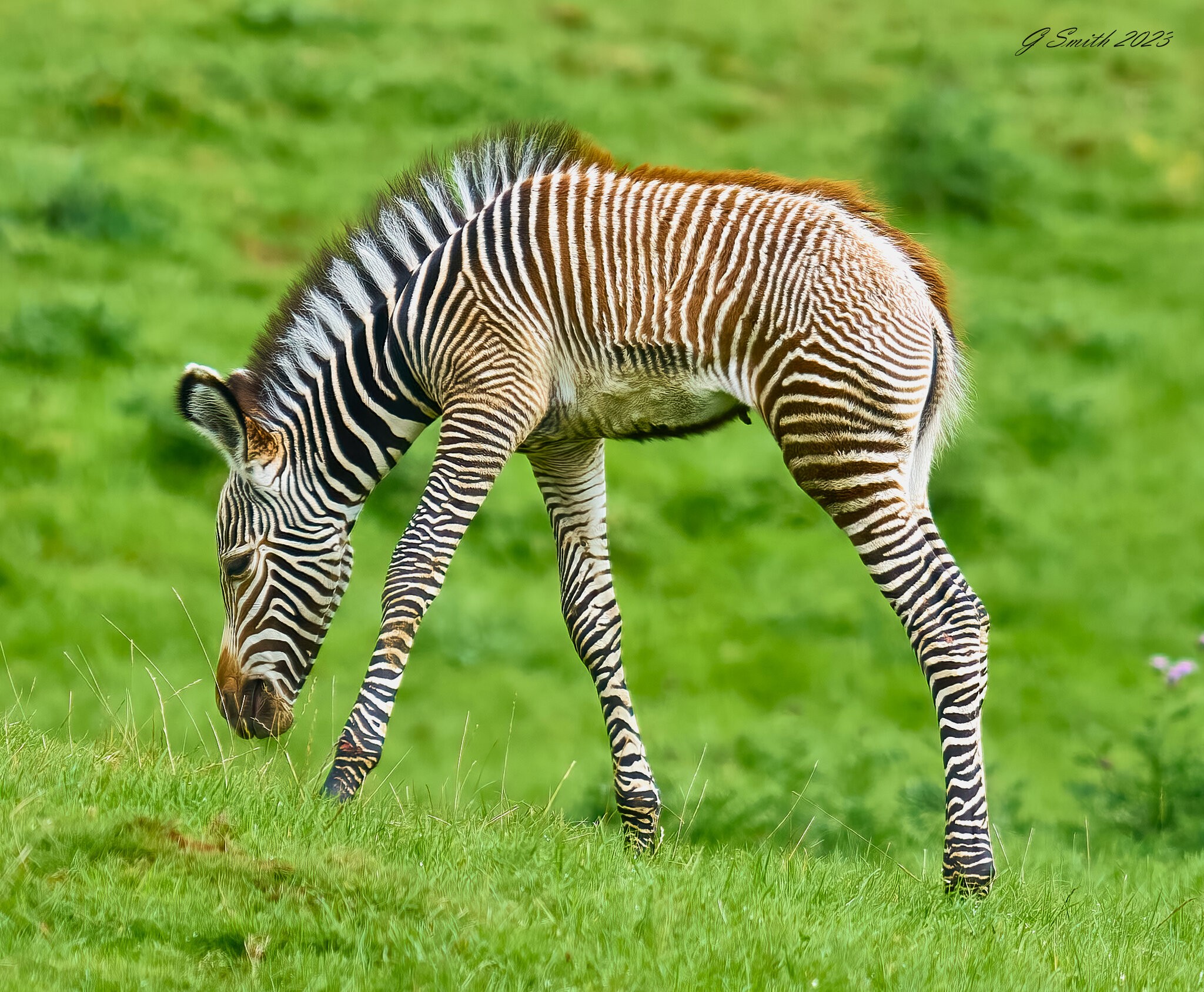 zebra 2023.jpg