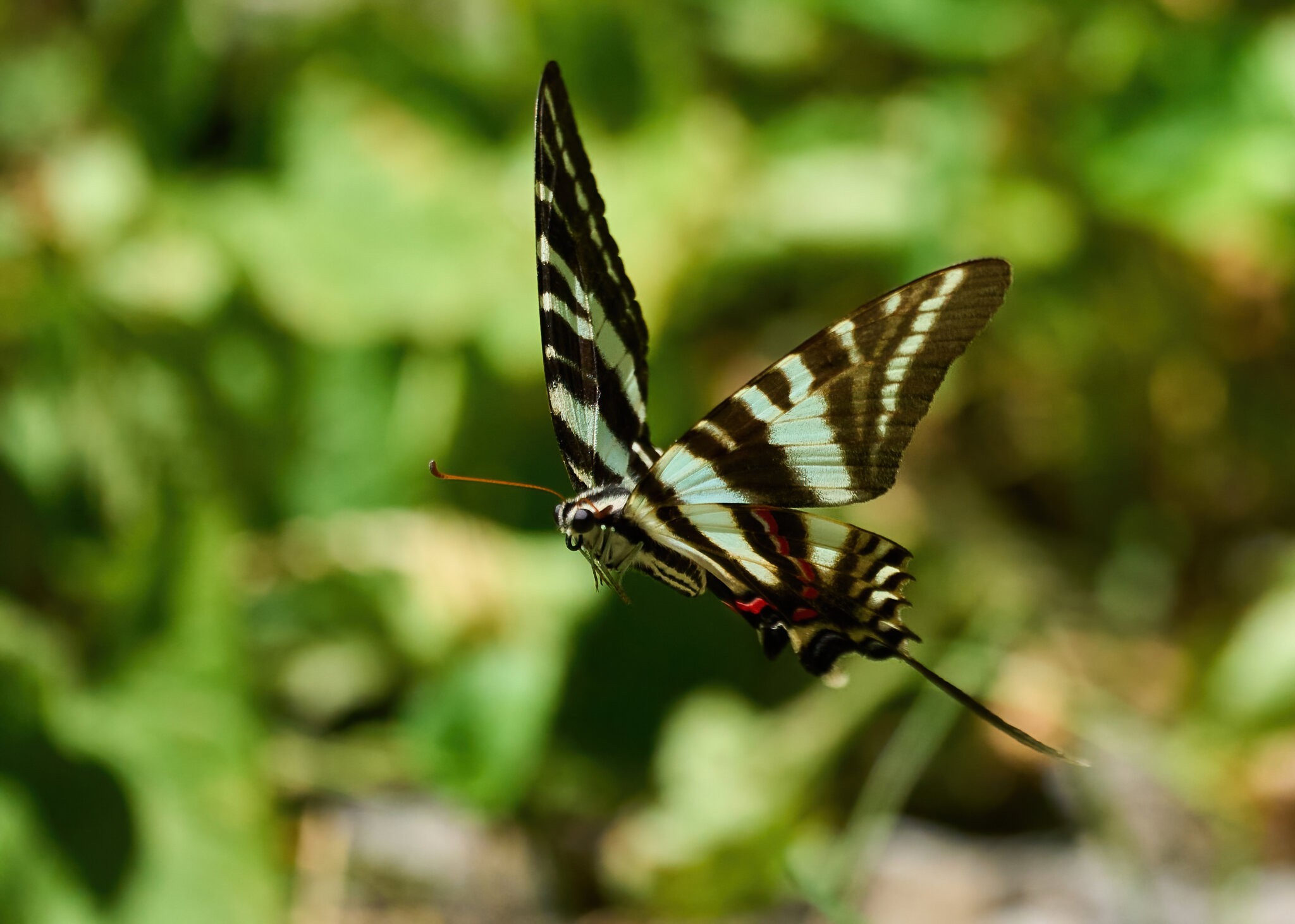 Zebra Swallowtail Butterfly - Merietta PA - 07312021 - 13 -DN.jpg