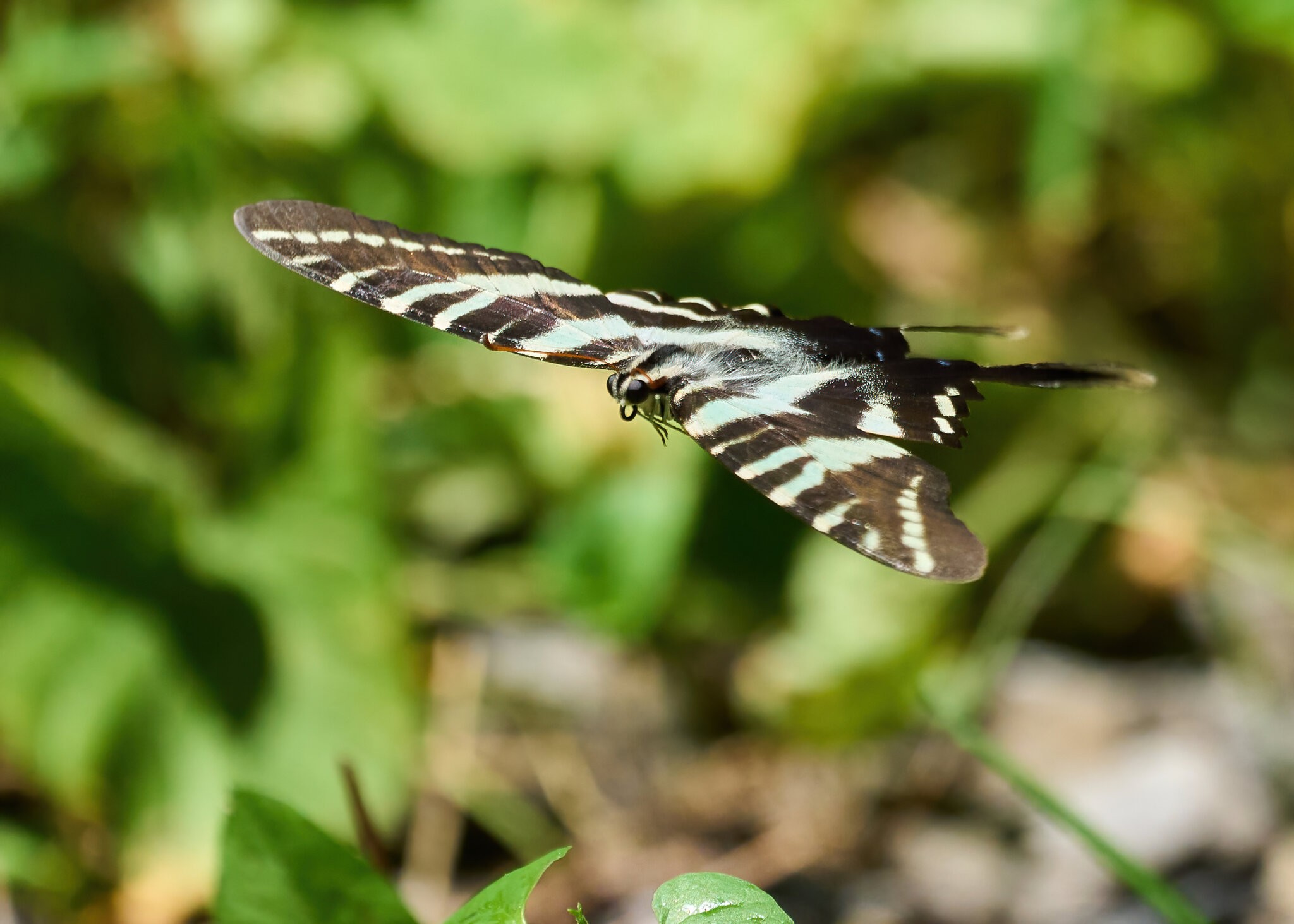 Zebra Swallowtail Butterfly - Merietta PA - 07312021 - 14 -DN.jpg