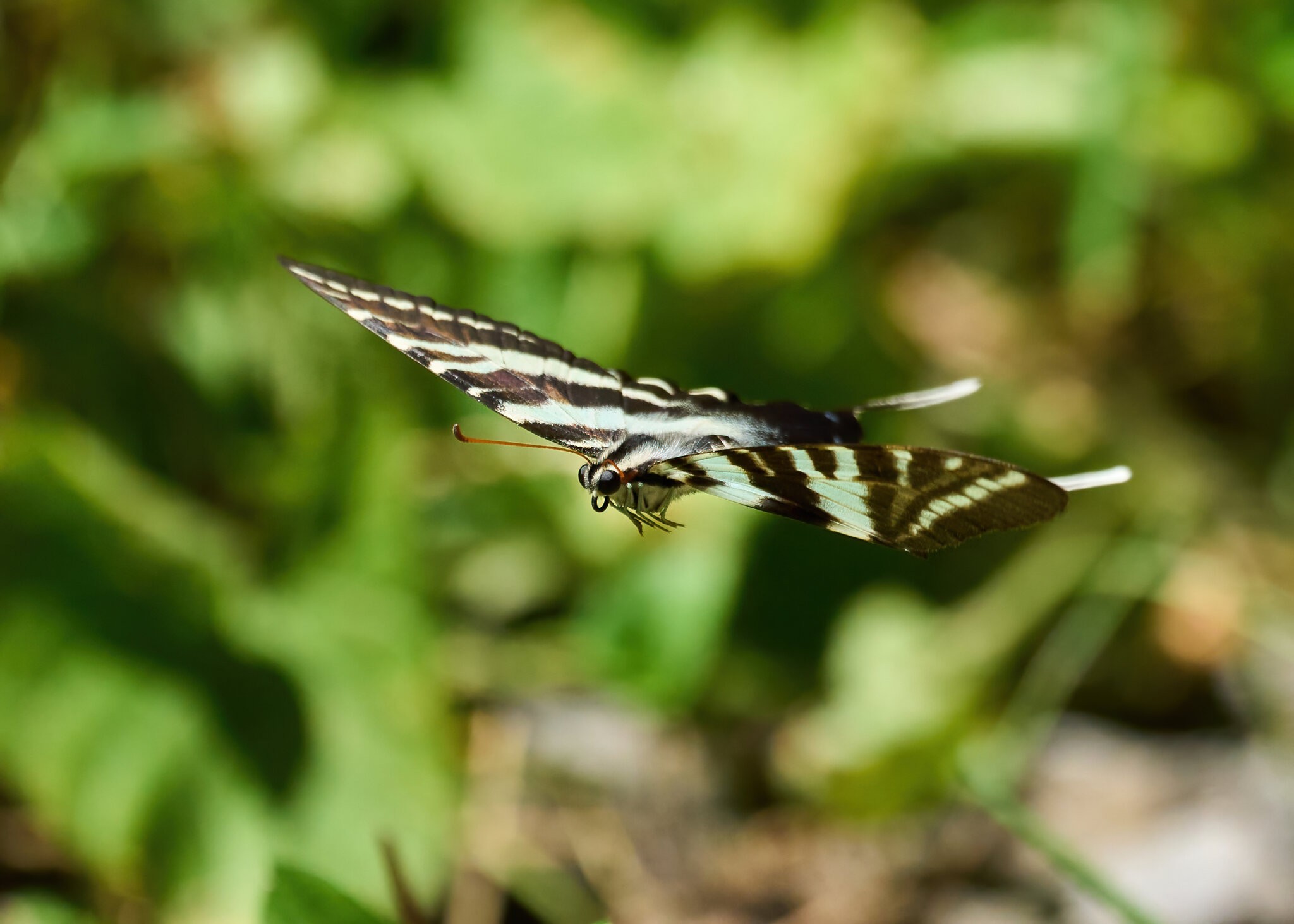 Zebra Swallowtail Butterfly - Merietta PA - 07312021 - 15 -DN.jpg
