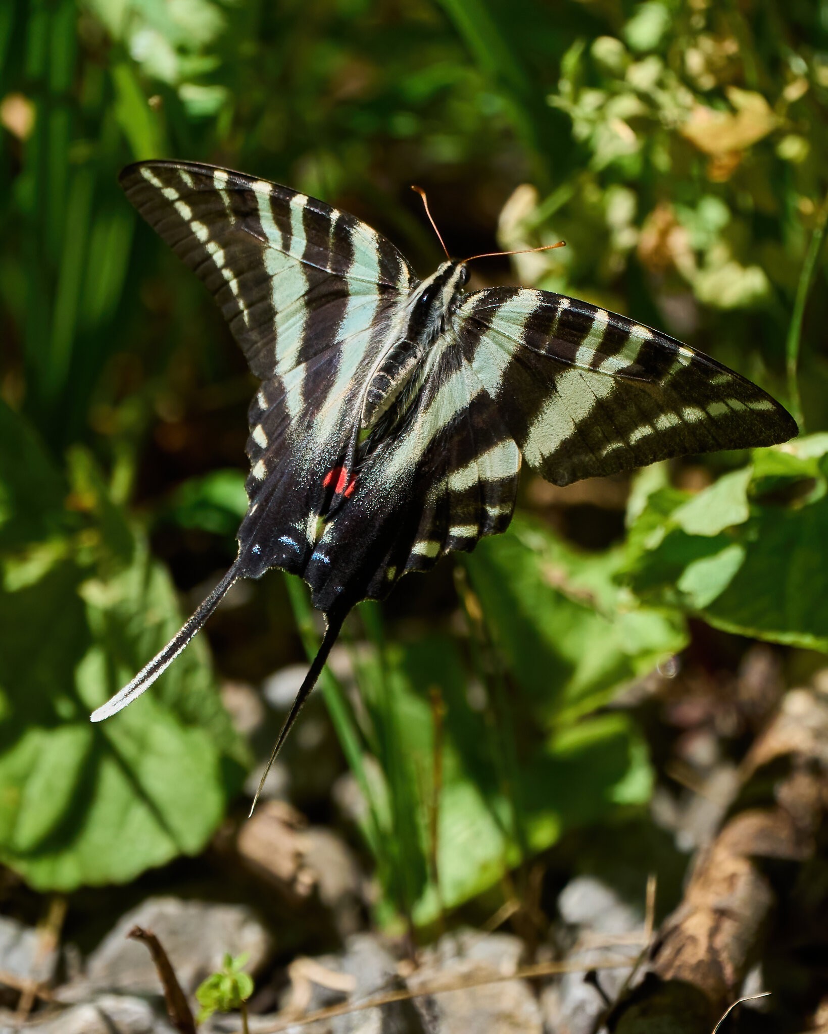 Zebra Swallowtail Butterfly - Merietta PA - 07312021 - 40 -DN.jpg