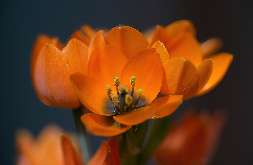 Orange Delight in Spring.jpg