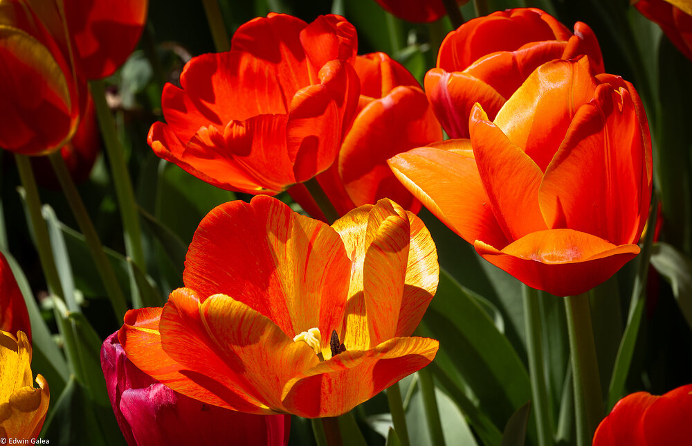 tulips_flatiron_park-4.jpg