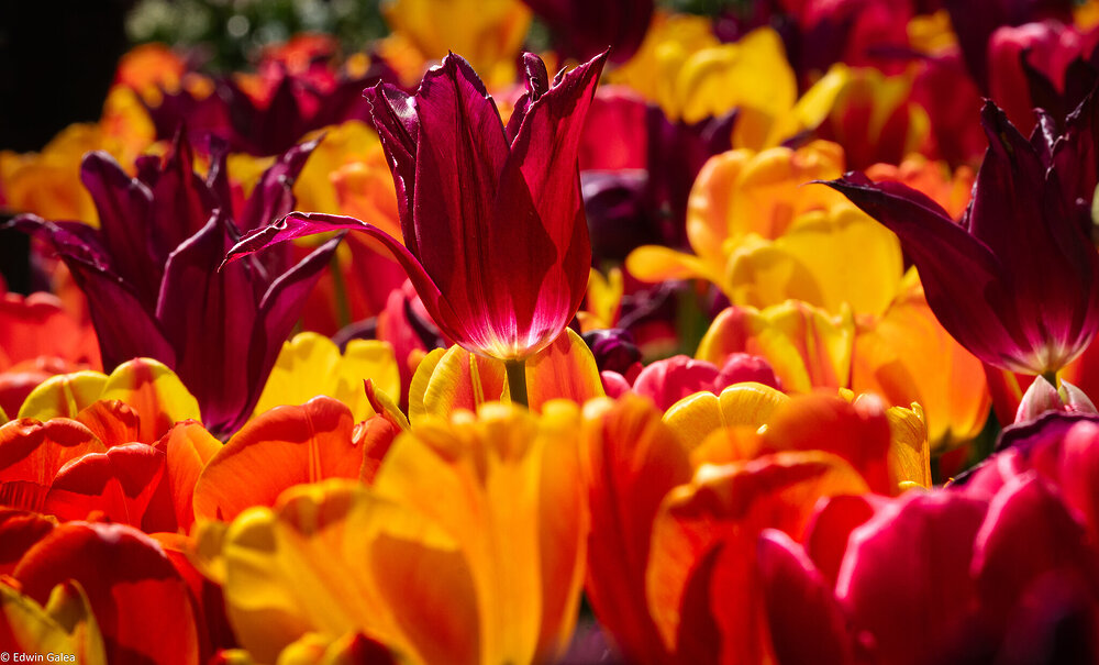 tulips_flatiron_park-6.jpg