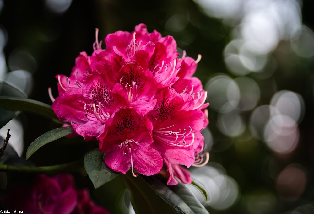 rhododendron-1.jpg