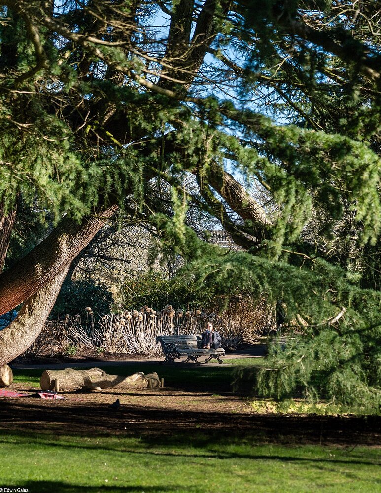 tree and sitting person-7.jpg