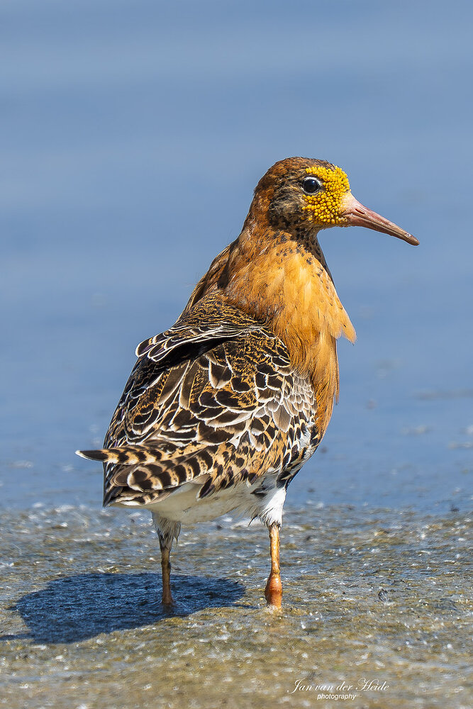 A7403406-Verbeterd-NR.jpg
