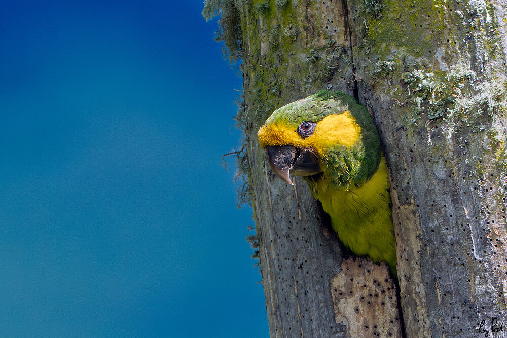 Yellow-eared-Parrot_DSC5028-Edit.jpg