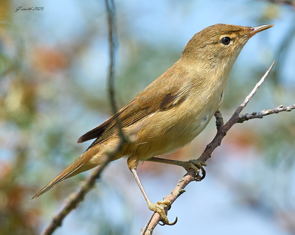 reed warbler 2025  1.jpg