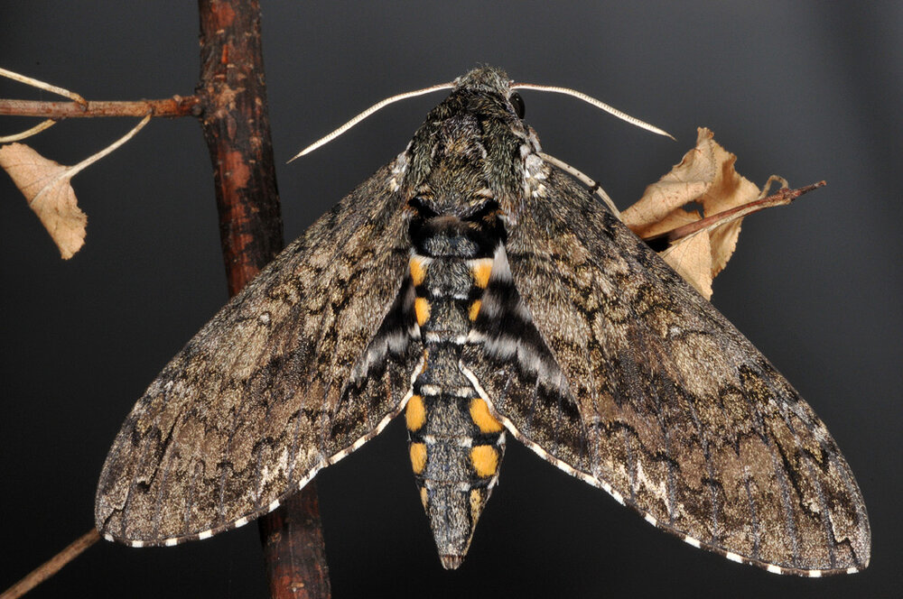 Tobacco-Hornworm-Moth-Picture-1334806275.jpg