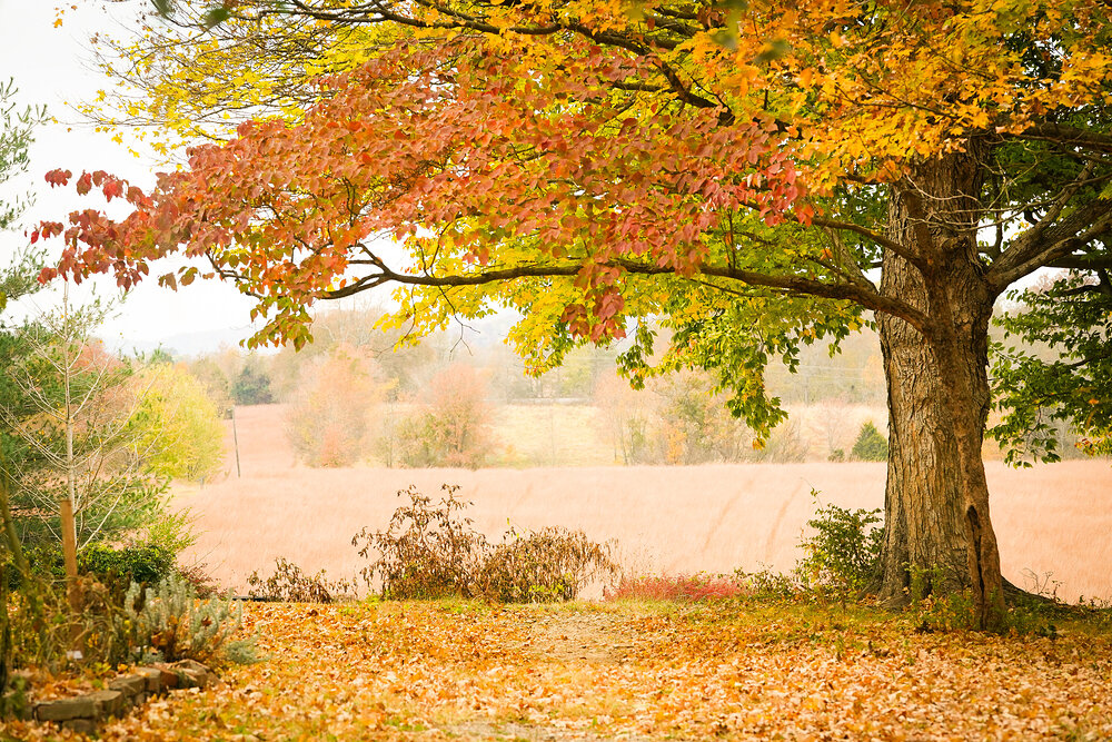 Battle for the Bridge Preserve