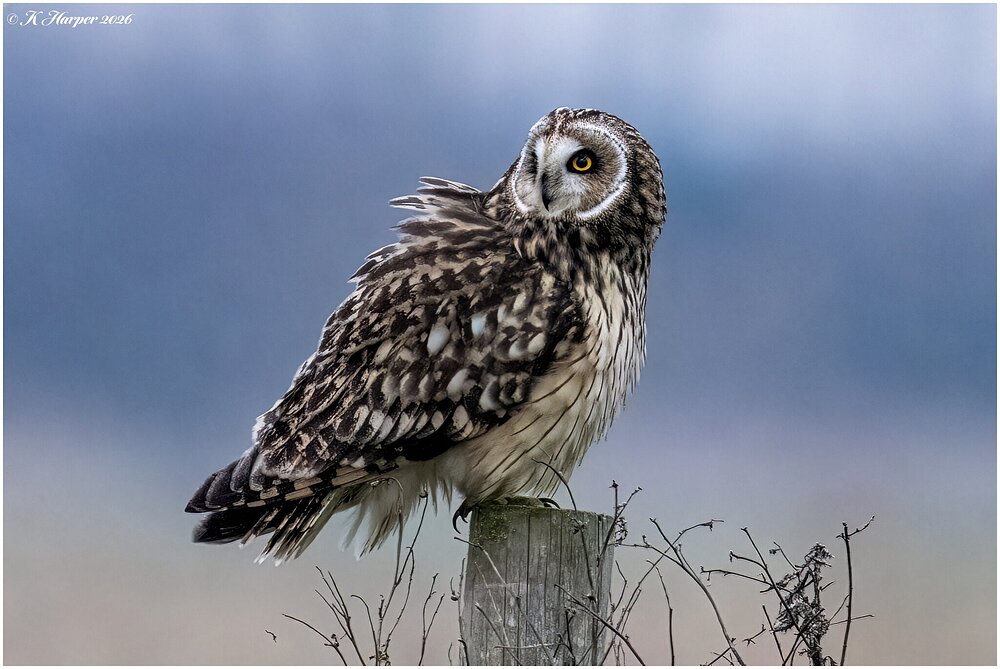 DSC08403 Firefly Upscaler 2x scale.jpg