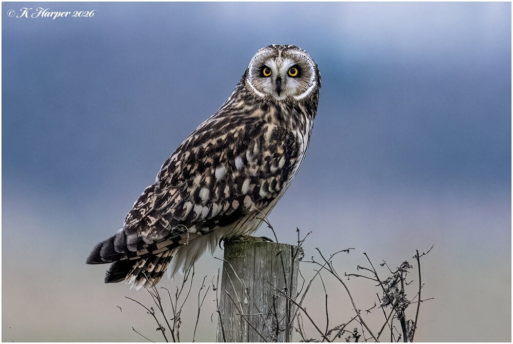 DSC08420 Firefly Upscaler 2x scale.jpg