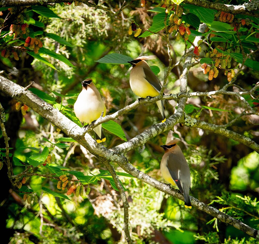 Trio of Waxwings