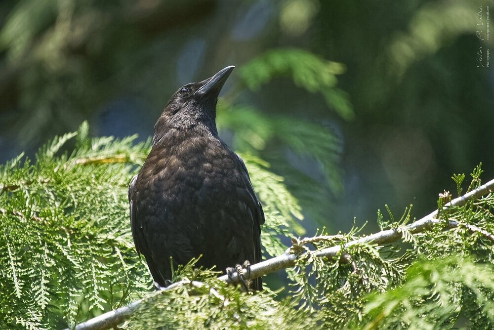 _DSC9690.jpg