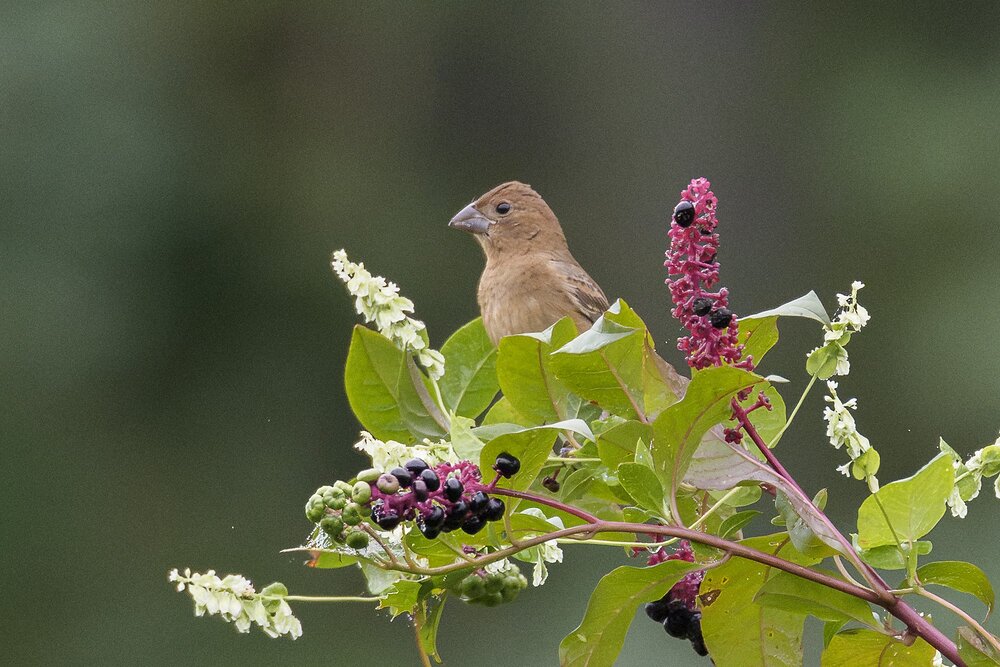 BlueGrosbeak03.jpg