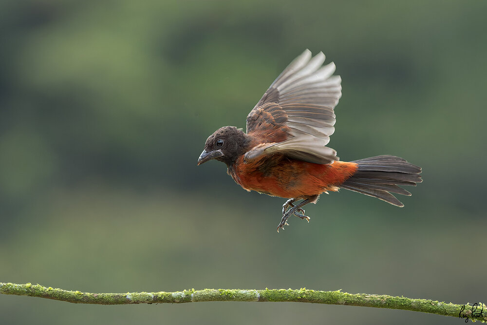 Crimson-backed-Tanager_DSC4131.jpg