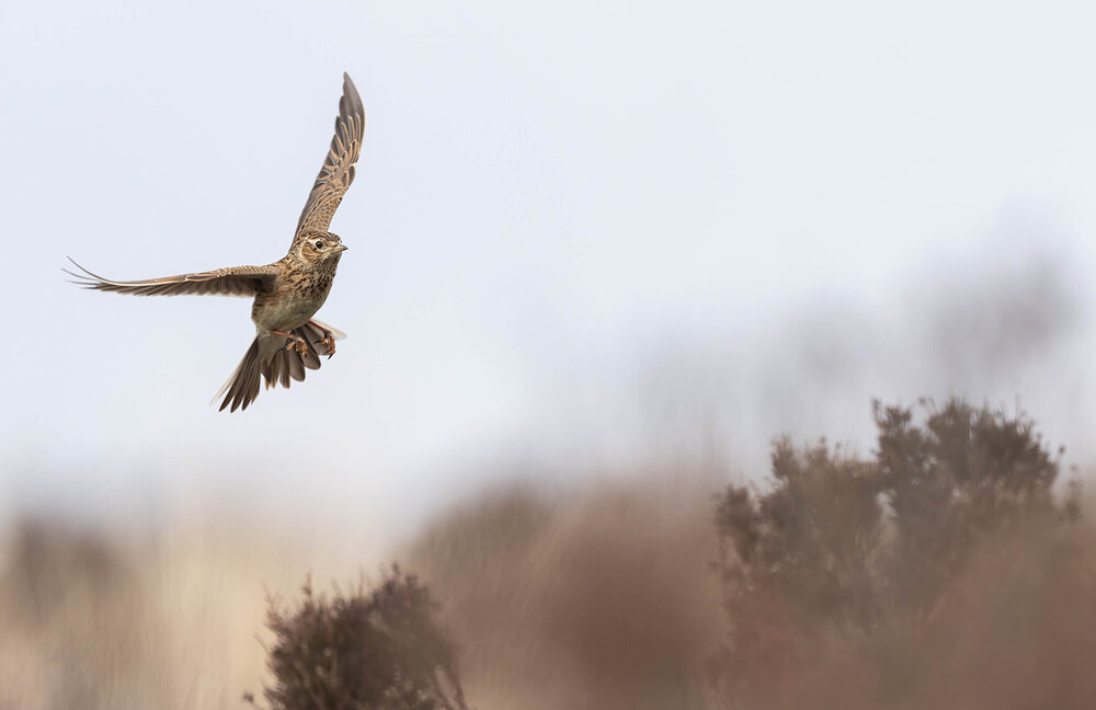 _DSC4329-Edit.jpg