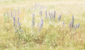 Wild flowers.jpg