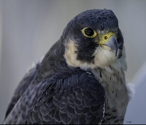 Falco Eye-denoise-denoise.jpg