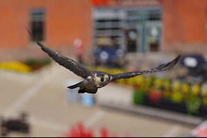 Falcoette in Flight.JPG